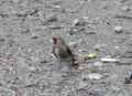 Седоголовый щегол фото (Carduelis caniceps) - изображение №2870 onbird.ru.<br>Источник: birdsvoices.net